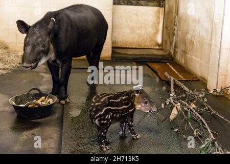 Cottbus, Germania. 19 Nov 2021. La ragazza di tapir Bamika si trova alla mangiatoia nello zoo con sua madre Bonita. La ragazza tapir centroamericana (Tapirus bairdii) è nata il 9 novembre 2021. I suoi custodi e custodi hanno chiamato la sua Bamika - Sunshine. I tapiri danno vita a un solo cucciolo dopo un periodo di gestazione di poco più di un anno. Il Tapir centroamericano è considerato criticamente in pericolo. Credit: Frank Hammerschmidt/dpa/ZB/dpa/Alamy Live News Foto Stock