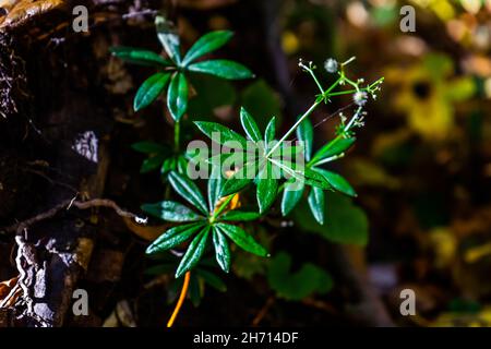 pianta impressionante con foglie a punta verde in autunno Foto Stock