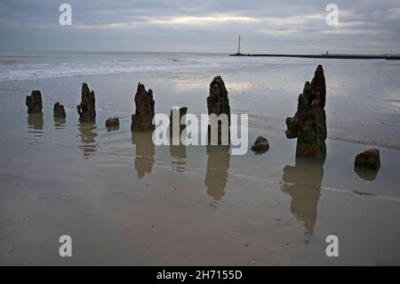 Vecchi pali di legno su una spiaggia vicino a Brighton, Inghilterra Foto Stock