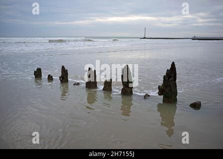 Vecchi pali di legno su una spiaggia vicino a Brighton, Inghilterra Foto Stock