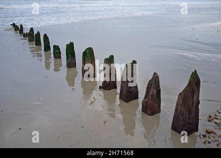 Vecchi pali di legno su una spiaggia vicino a Brighton, Inghilterra Foto Stock