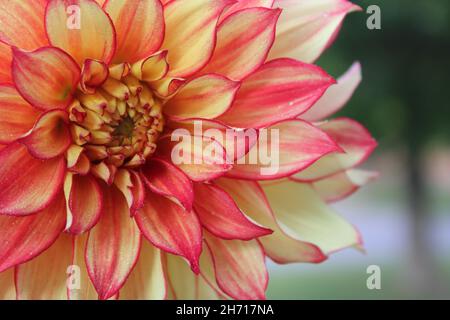 Dahlia Fiore con gocce di rugiada Foto Stock
