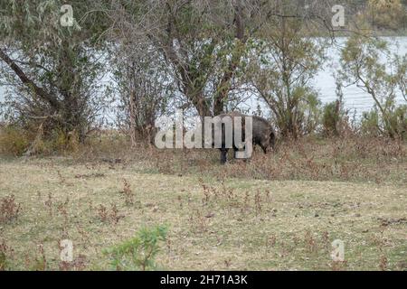 Cinghiale (Sus scrofa) a piedi vicino al delta del Danubio Foto Stock