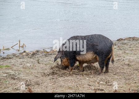 Il suino ferale (ibrido cinghiale-suino) scava il terreno nella zona costiera vicino al delta del Danubio Foto Stock