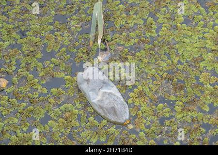 Bottiglie di plastica nuotano sul Watermuss galleggiante (Salvinia natans) nella zona costiera nel delta del Danubio. Inquinamento plastico. Foto Stock