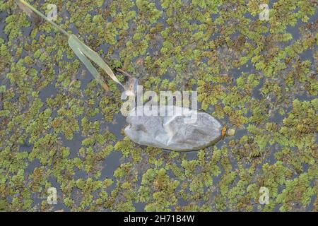 Bottiglie di plastica nuotano sul Watermuss galleggiante (Salvinia natans) nella zona costiera nel delta del Danubio. Inquinamento plastico. Foto Stock