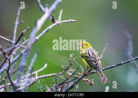 canarie atlantica (Serinus canaria) o canarie selvaggia, maschio. Foto Stock