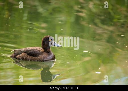 Anatra o pochard tufted (Aythya fuligula), femmina. Foto Stock