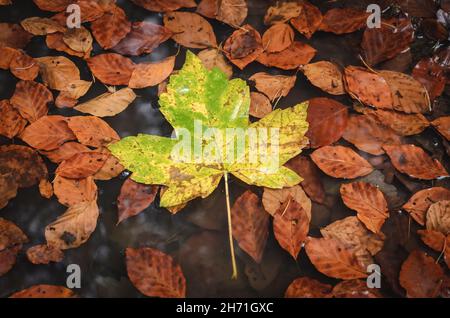 Foglie in una pozza d'acqua in una foresta durante l'autunno, una sola foglia di acero giallo (Acer pseudoplatanus) e faggio comune (Fagus sylvatica) Foto Stock