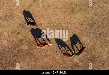 Quattro cavalli in una vista dall'alto verso il basso mangiando fieno in un pascolo al mattino, e le loro ombre accanto a loro Foto Stock