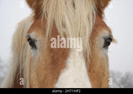 Primo piano di un volto di un cavallo belga, con entrambi gli occhi visibili Foto Stock