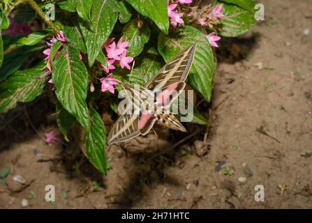 Vista dorsale della falce bianca della Sfinge che si aggira e alimenta il nettare sul fiore di Pentas con il suo lungo proboscis al crepuscolo Foto Stock