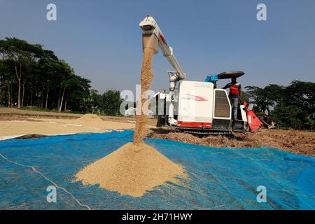 Manikganj, Bangladesh - 19 novembre 2021: L'agricoltore è stato spiegato dopo aver raccolto la paddy da una terra con una macchina trebbiatrice mietitrebbia a Singai Foto Stock