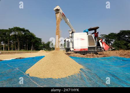 Manikganj, Bangladesh - 19 novembre 2021: L'agricoltore è stato spiegato dopo aver raccolto la paddy da una terra con una macchina trebbiatrice mietitrebbia a Singai Foto Stock