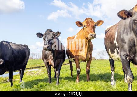 Due mucche in Jersey, curiose e allegre insieme, nere e marroni in un campo verde e cielo blu e un orizzonte. Foto Stock