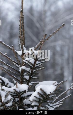 La cima di un piccolo albero di abete rosso con alcuni rami ricoperti di neve da vicino Foto Stock