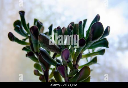 Crassula ovata Crosby’s Red succulent Plant Stem Closeup Foto Stock