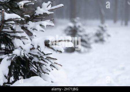 Rami di abete rosso ricoperti di neve e la parte destra della foto con sfondo sfocato con sagome di due abeti Foto Stock