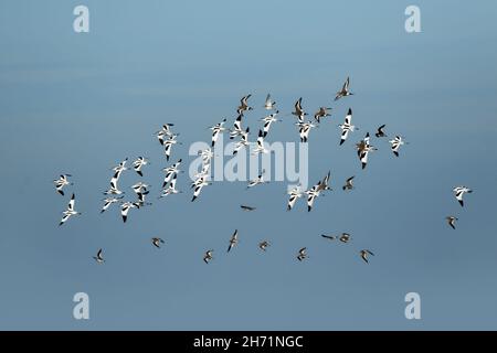 Piccolo gregge di avocets (Recurvirostra avosetta) in volo con altri invasori isolati contro il cielo blu Foto Stock