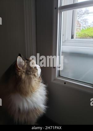 Un gatto ragamuffin che staring intently all'aperto Foto Stock