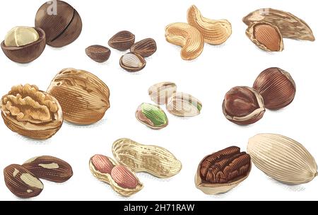 Collezione Nut Set disegno a mano disegno schizzo incisione acquerello stile illustrazione Illustrazione Vettoriale