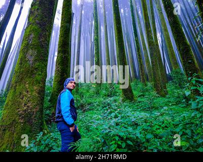 giovane escursionista a pineta foresta con bianco disappannato sfondo nebbia al mattino immagine è preso a mirik foreste darjeeling west bengala india. Foto Stock