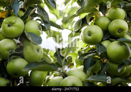 Mele mature su un albero in un giardino. Mele biologiche appese a un ramo di albero in un frutteto di mele Foto Stock