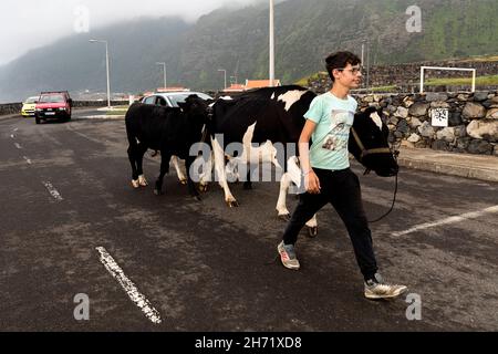 Giovane agricoltore delle azzorre che sposta il suo bestiame sulla strada verso un altro pascolo. Isola di Flores, Isole Azzorre, Portogallo Foto Stock