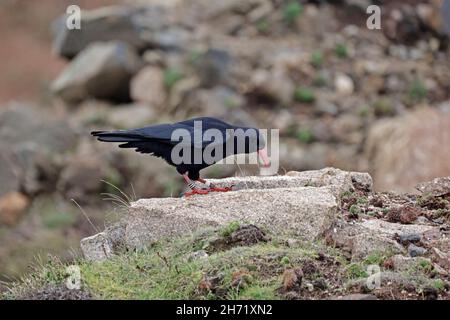 Red fatturato Chough sulla Cornovaglia costa vicino alla miniera di Levant Cornovaglia UK Foto Stock