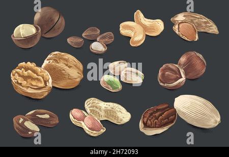 Collezione Nut Set disegno a mano disegno schizzo incisione acquerello stile illustrazione Illustrazione Vettoriale
