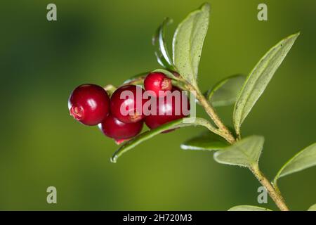 Preiselbeere, Preisel-Beere, Kronsbeere, reife Früchte, Preiselbeeren, Vaccinium vitis-idaea, mirtillo, mirtillo, mirtillo, Cowberr Foto Stock