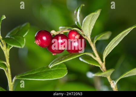 Preiselbeere, Preisel-Beere, Kronsbeere, reife Früchte, Preiselbeeren, Vaccinium vitis-idaea, mirtillo, mirtillo, mirtillo, Cowberr Foto Stock