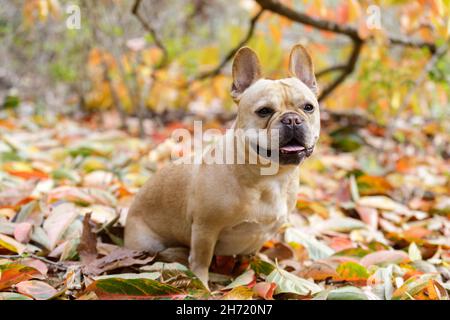 5-Year-Old rosso tan maschio francese Bulldog seduta in autunno colorato foglie sfondo. Foto Stock