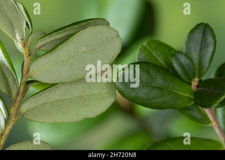 Preiselbeere, Preisel-Beere, Kronsbeere, reife Früchte, Preiselbeeren, Vaccinium vitis-idaea, mirtillo, mirtillo, mirtillo, Cowberr Foto Stock