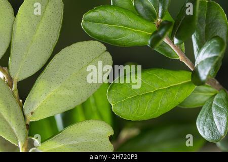 Preiselbeere, Preisel-Beere, Kronsbeere, reife Früchte, Preiselbeeren, Vaccinium vitis-idaea, mirtillo, mirtillo, mirtillo, Cowberr Foto Stock