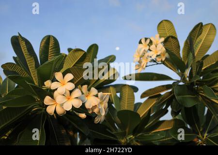 Frangipani fiori al tramonto con la luna sullo sfondo, Darwin, Northern Territory. Australia Foto Stock