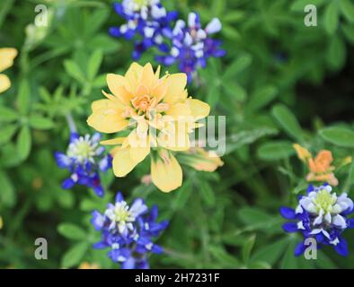 Giallo indiano Paintbrush fiore Foto Stock