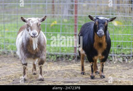 Curiose capre in piedi in penna animale. Fattoria nella contea di Santa Clara, California, Stati Uniti. Foto Stock