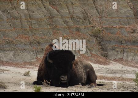 Buffalo si stenderà e riposerà nel caldo del sole estivo. Foto Stock