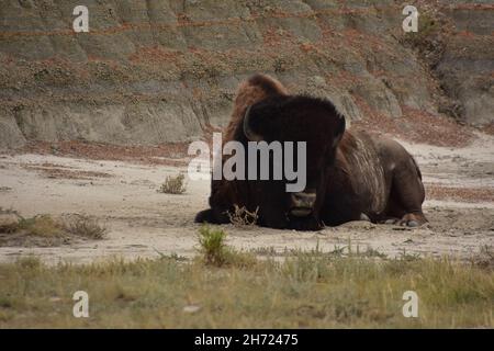 Bufalo americano che si stendeva e riposa alla base di un canyon. Foto Stock