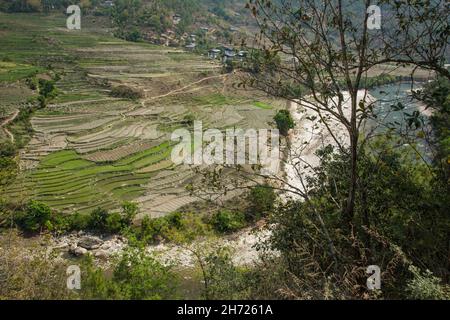 Risaie terrazzate, la maggior parte arate per piantare, su una collina lungo il fiume MHO Chhu a Yambesa vicino Punakha, Bhutan. Foto Stock