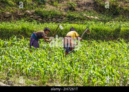 Due donne zappa erbacce in un campo di mais vicino Punakha, Butan. Foto Stock