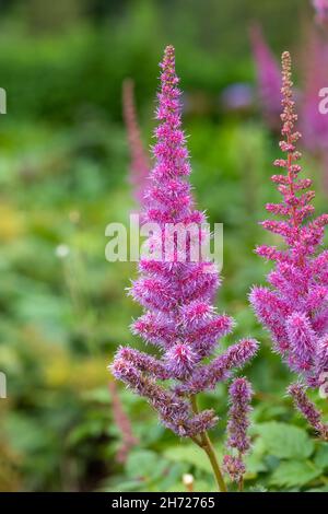 Primo piano di falsi goatsbeard (astilbe arendsii) fiori in fiore Foto Stock