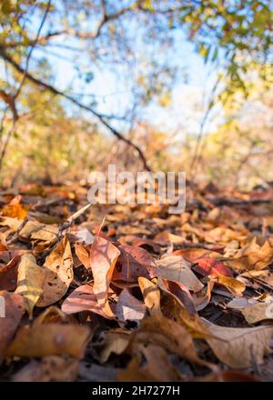 Inizio della stagione secca nella foresta di caatinga, foglie secche al suolo, colori autunnali - Oeiras, stato di Piaui, Brasile Foto Stock