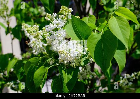 Primo piano di un gruppo di freschi e delicati fiori bianchi di Syringa vulgaris (lilla o lilla comune) in un giardino in una soleggiata primavera giorno, dorso floreale Foto Stock