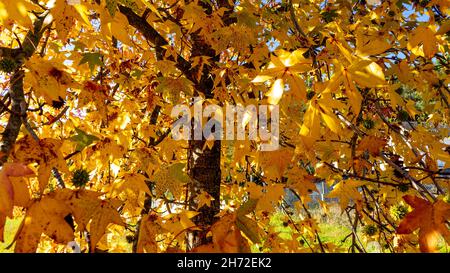 foglie essiccate su un albero Foto Stock