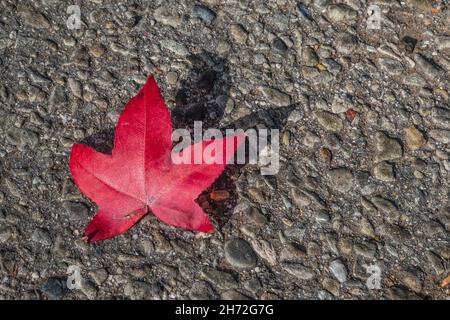 Una foglia rossa di gomma dolce caduta con un'ombra gettata sul pavimento di asphault. Foto Stock