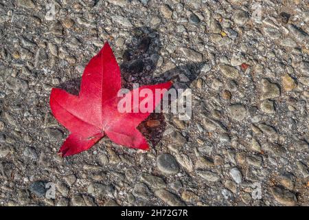 Una foglia rossa di gomma dolce caduta con un'ombra gettata sul pavimento di asphault. Foto Stock