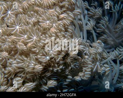 Xenia pulsante (Xenia elongata) corallo molle nel Mar Rosso, Egitto Foto Stock