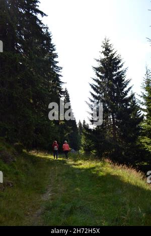 Gruppo di turisti attraverso la foresta di conifere sulla costa montana nella zona montagnosa di ​​the località turistica Ranca ai piedi del Parang Foto Stock